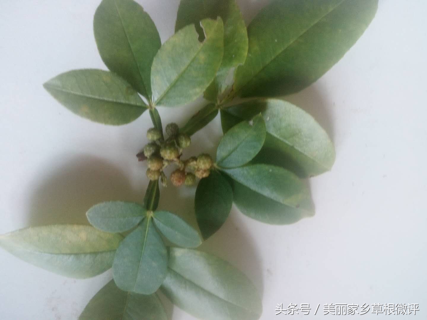 这个你吃过吗用四川话怎么说,糯米香椒茶是什么茶