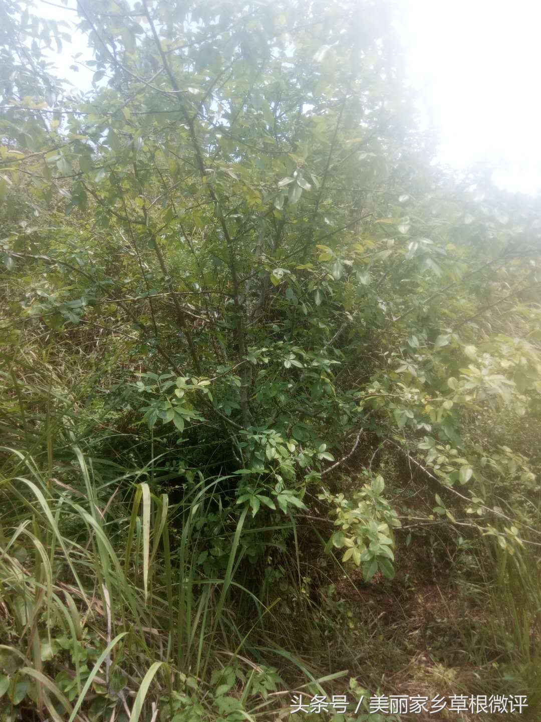 这个你吃过吗用四川话怎么说,糯米香椒茶是什么茶