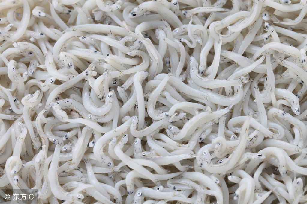 这种鱼养肾防癌堪称水中人参,身体有金色营养价值很高的淡水鱼