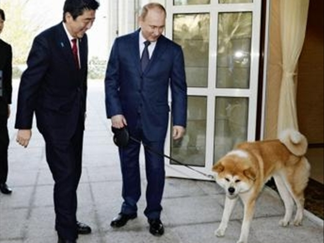 秋田为什么是国犬,日本国犬秋田犬