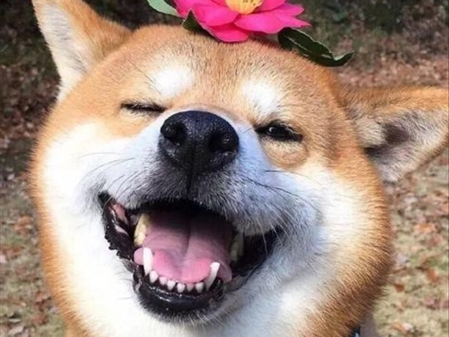 秋田为什么是国犬,日本国犬秋田犬