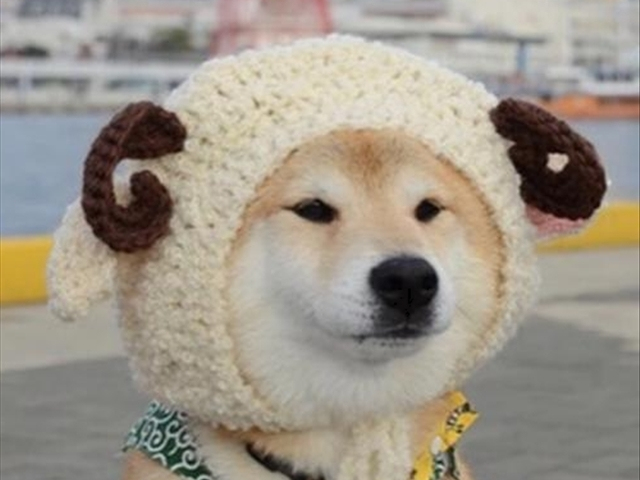 秋田为什么是国犬,日本国犬秋田犬