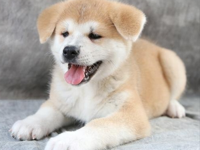 秋田为什么是国犬,日本国犬秋田犬