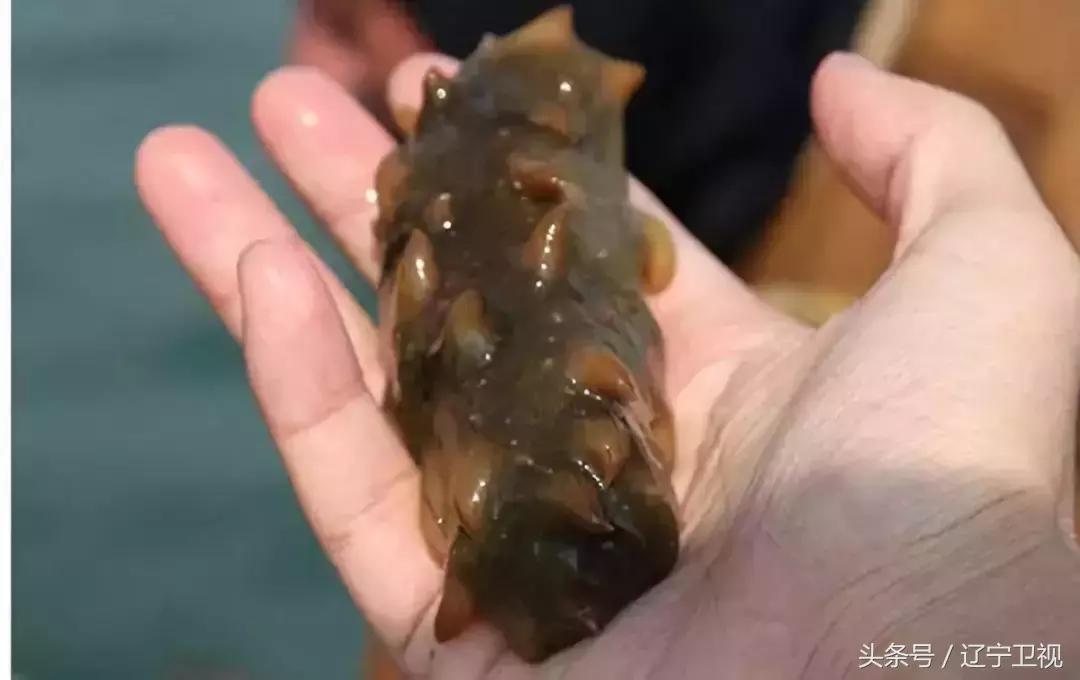 辽宁海岛游广鹿岛,大美大连开发区沿海风光