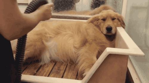 金毛很臭怎么办能不能洗澡啊,金毛脏又不能天天洗澡怎么办