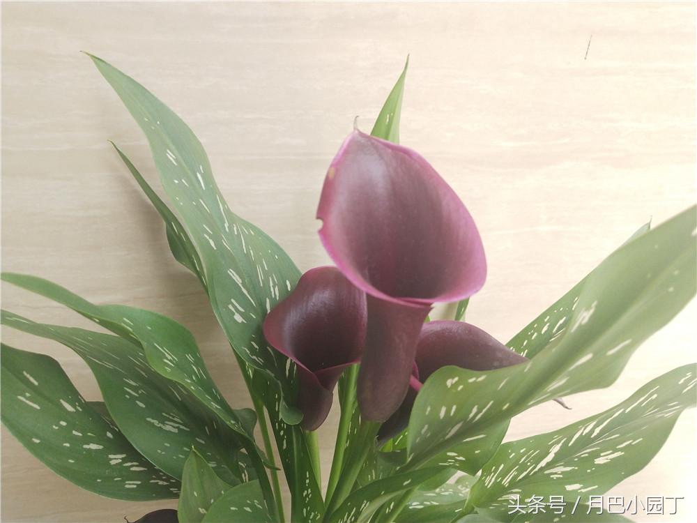 马蹄莲开花后能养吗,马蹄莲要怎么养才开花不断