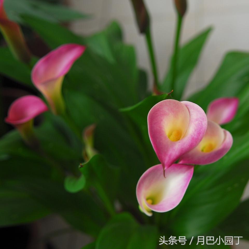 马蹄莲开花后能养吗,马蹄莲要怎么养才开花不断