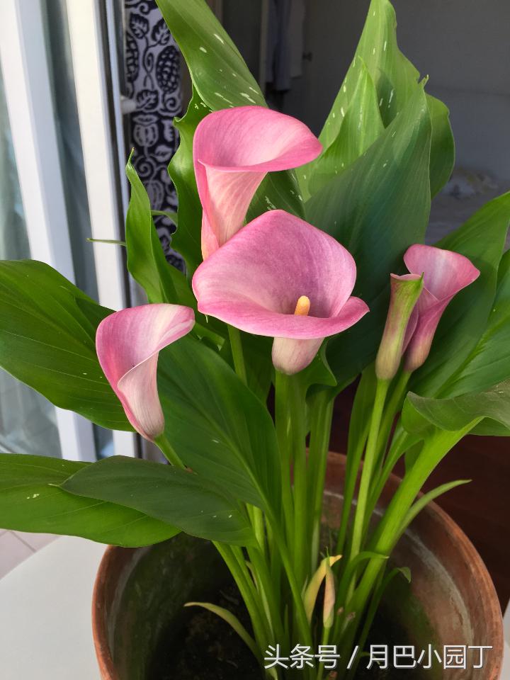 马蹄莲开花后能养吗,马蹄莲要怎么养才开花不断