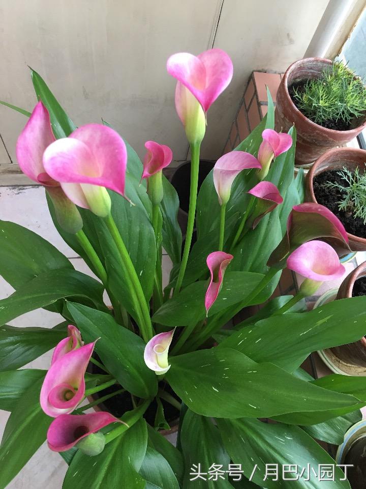 马蹄莲开花后能养吗,马蹄莲要怎么养才开花不断