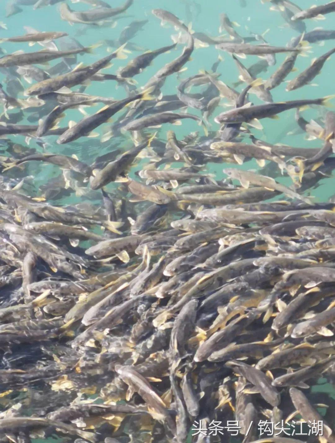 野钓日常钓鱼的乐趣只有钓鱼人懂,和钓友一起看钓鱼经验分享