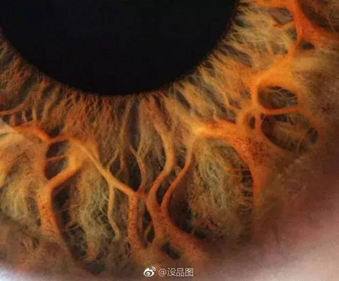 1945年德国集中营那一箱无人认领的婚戒