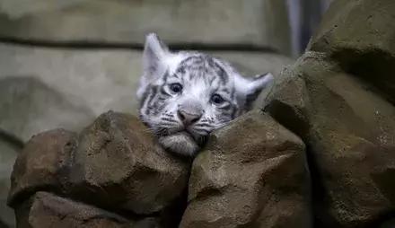 1945年德国集中营那一箱无人认领的婚戒