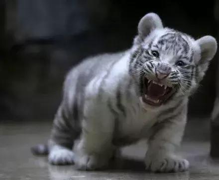 1945年德国集中营那一箱无人认领的婚戒