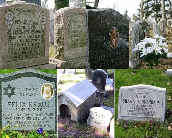 回到喵星球,回到喵星的猫咪会回来找我吗