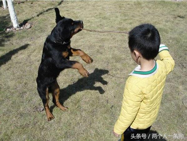 狗过分热情怎么训练,狗太热情爱扑人怎么办