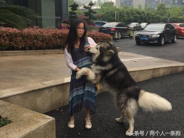 狗过分热情怎么训练,狗太热情爱扑人怎么办