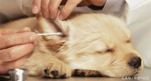 宠物日常护理，你做对了吗？