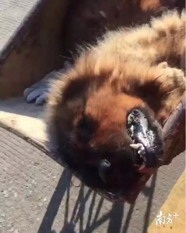 狗咬人被打死狗主人要求赔偿,藏獒先生医疗费谁来付