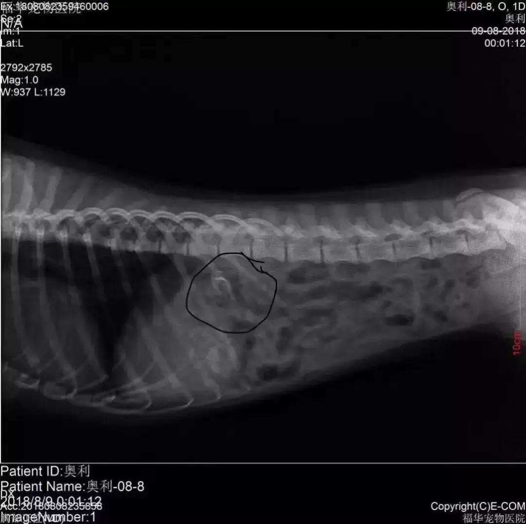 狗咬人被打死狗主人要求赔偿,藏獒先生医疗费谁来付