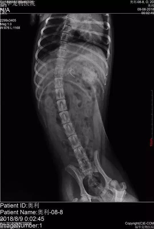 狗咬人被打死狗主人要求赔偿,藏獒先生医疗费谁来付