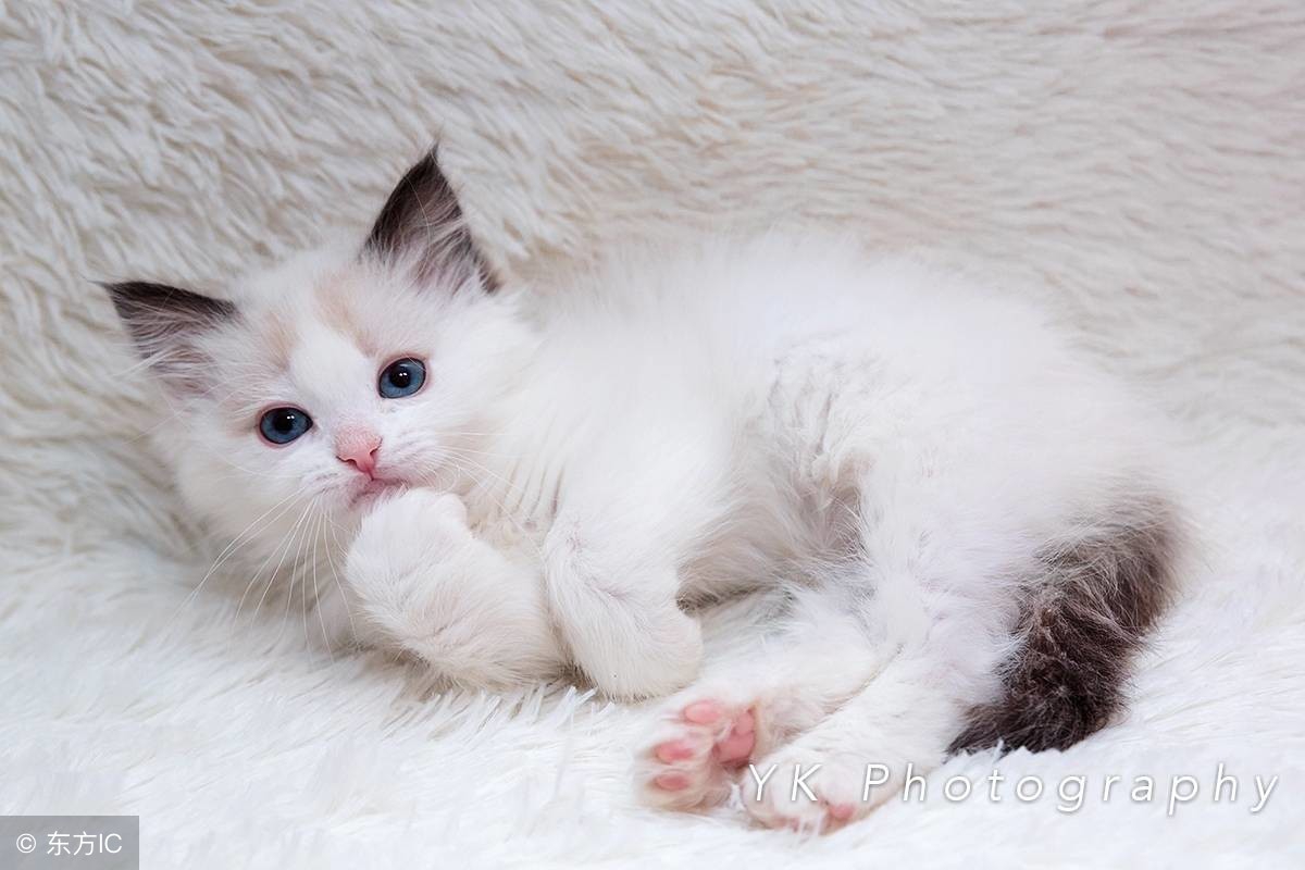 揭露猫贩子及网络买猫的骗局,揭秘那些网上卖猫的人