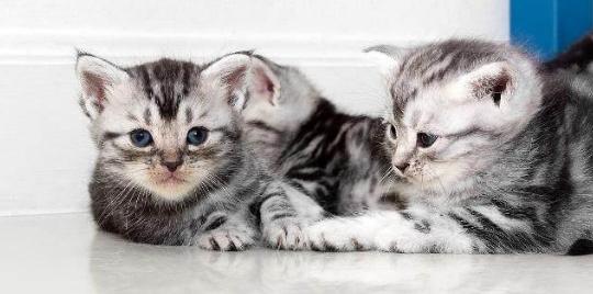 揭露猫贩子及网络买猫的骗局,揭秘那些网上卖猫的人