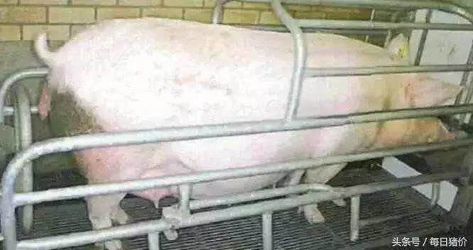 产后母猪饲喂管理要点,母猪管理与饲养技术视频