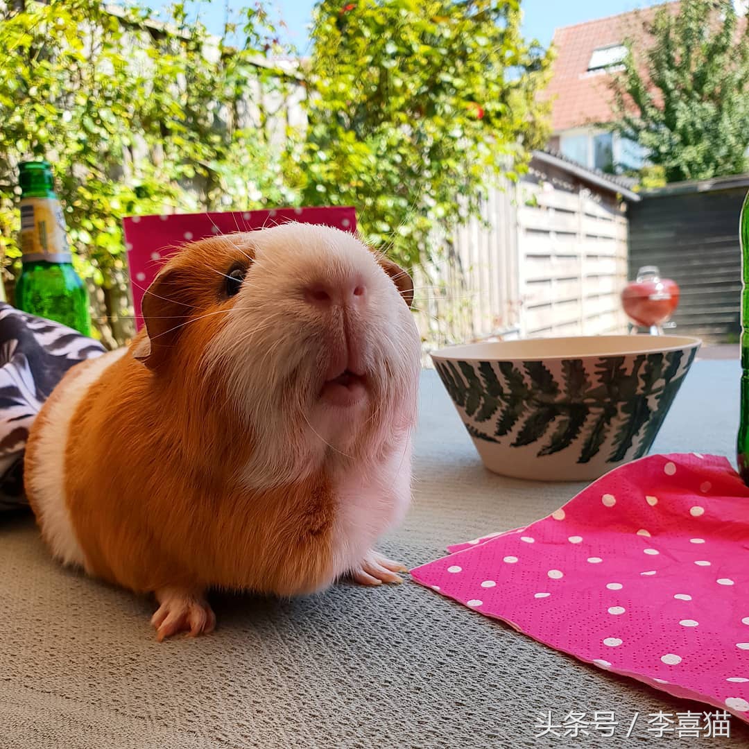 驯养动物历史,驯养动物有哪些