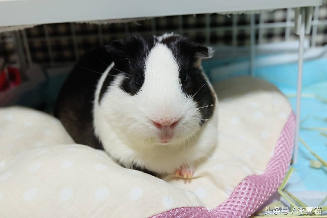 驯养动物历史,驯养动物有哪些