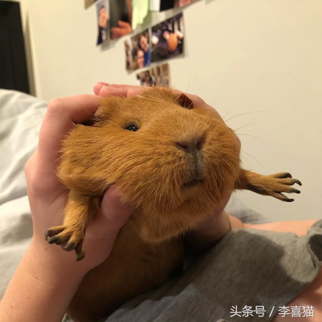 驯养动物历史,驯养动物有哪些