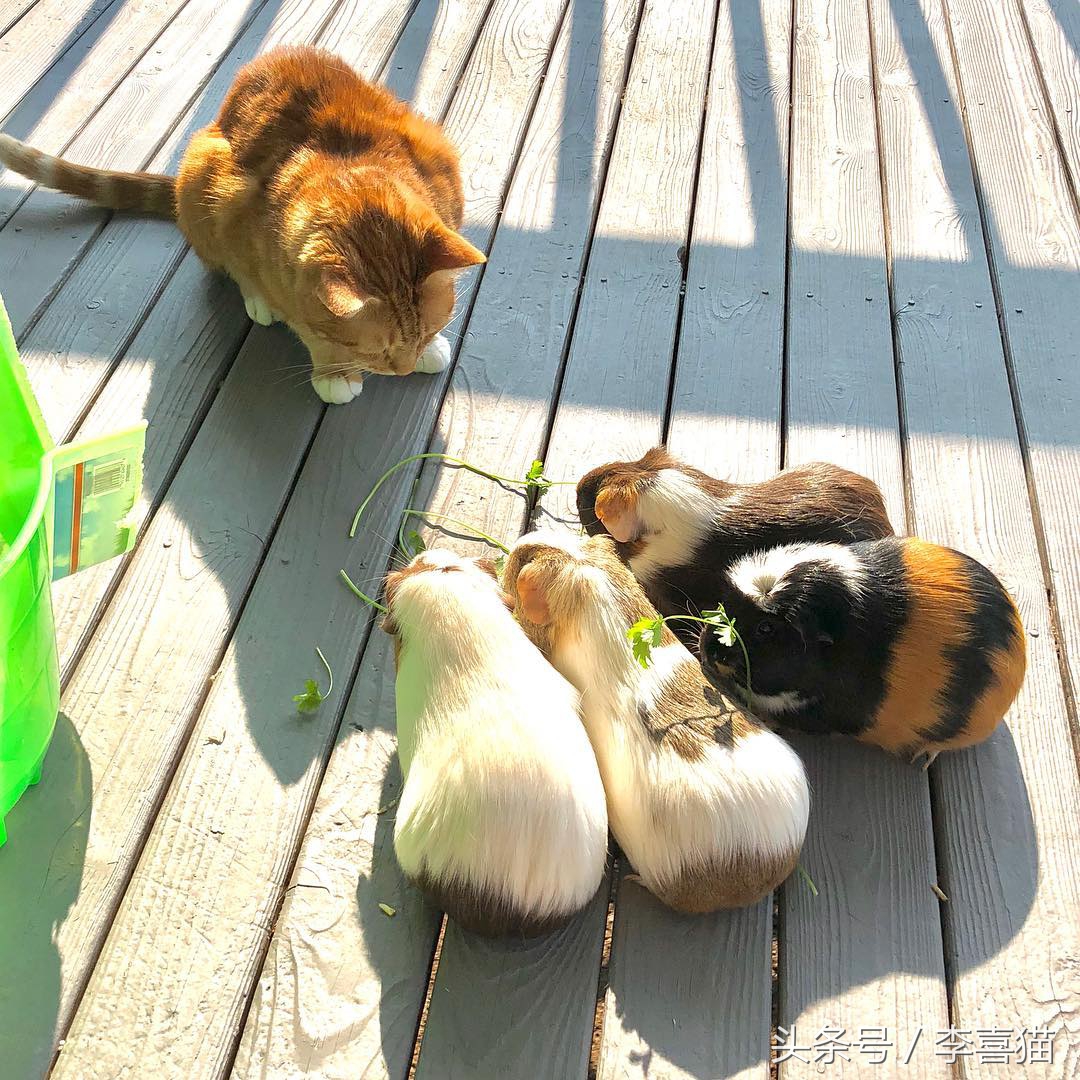 驯养动物历史,驯养动物有哪些