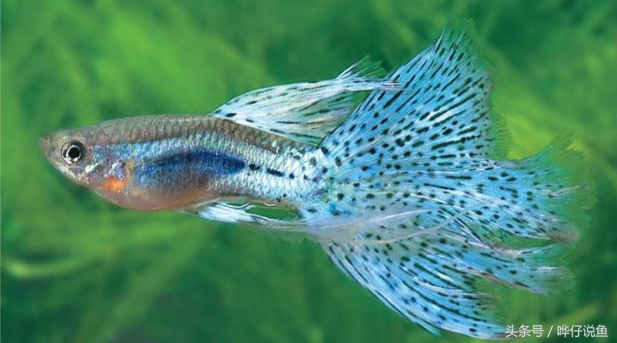 鱼缸老三样怎么用,鱼缸老三样指的是什么盐