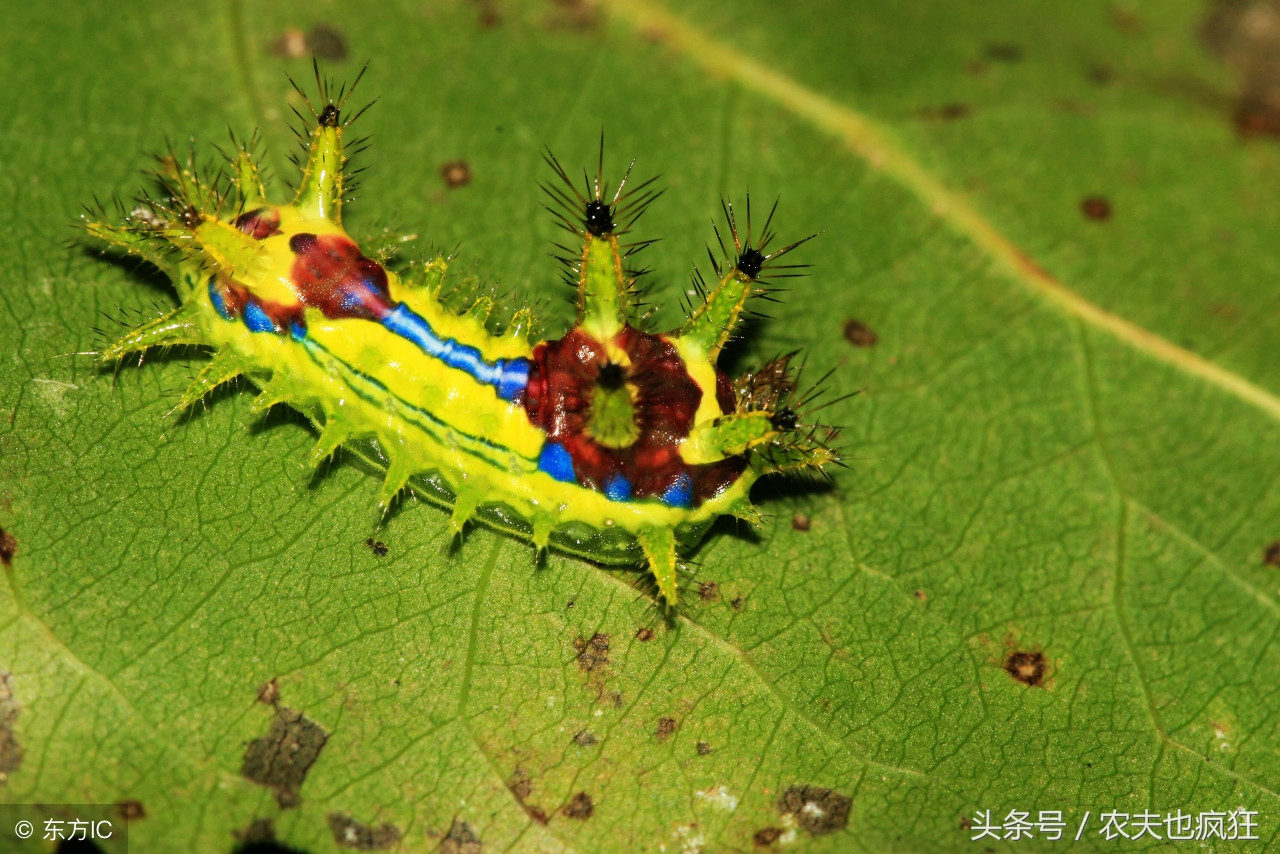 农村老农被洋辣子蜇伤,被洋辣子蛰了正确的处理方法