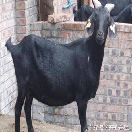 喂羊怎么样解决羊的营养问题,放牧的羊需要喂水吗