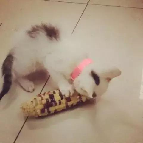 东北特产美食大苞米,安徽特产苞米