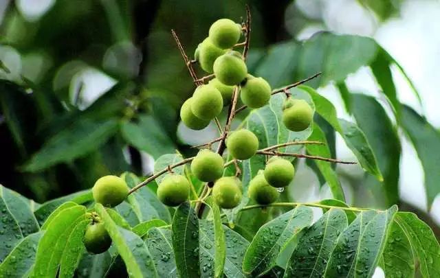 潜力新品种,潜力苗