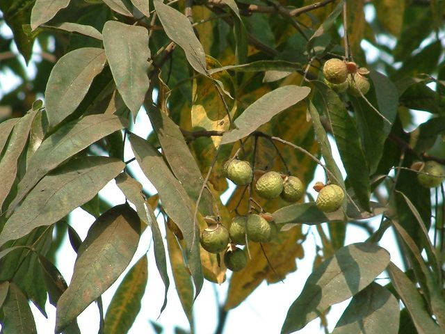 潜力新品种,潜力苗