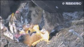 世界上最大的蜘蛛疯狂捕杀人类,世界上最大的蜘蛛大战毒蜥蜴