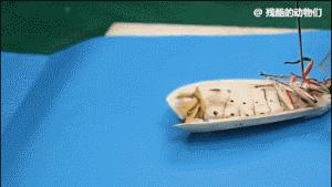 世界上最大的蜘蛛疯狂捕杀人类,世界上最大的蜘蛛大战毒蜥蜴