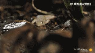 世界上最大的蜘蛛疯狂捕杀人类,世界上最大的蜘蛛大战毒蜥蜴