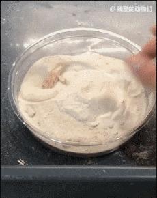 世界上最大的蜘蛛疯狂捕杀人类,世界上最大的蜘蛛大战毒蜥蜴