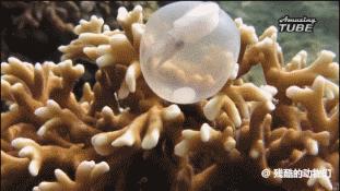 世界上最大的蜘蛛疯狂捕杀人类,世界上最大的蜘蛛大战毒蜥蜴