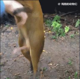 世界上最大的蜘蛛疯狂捕杀人类,世界上最大的蜘蛛大战毒蜥蜴