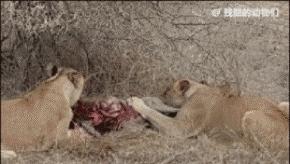 世界上最大的蜘蛛疯狂捕杀人类,世界上最大的蜘蛛大战毒蜥蜴