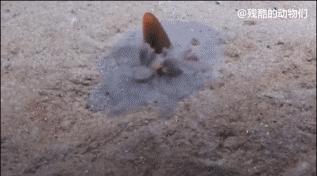 世界上最大的蜘蛛疯狂捕杀人类,世界上最大的蜘蛛大战毒蜥蜴