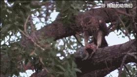 世界上最大的蜘蛛疯狂捕杀人类,世界上最大的蜘蛛大战毒蜥蜴