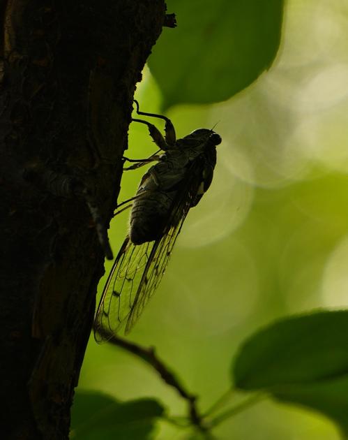 居高声自远咏蝉全文,居高声自远非是藉秋风是写蝉的吗