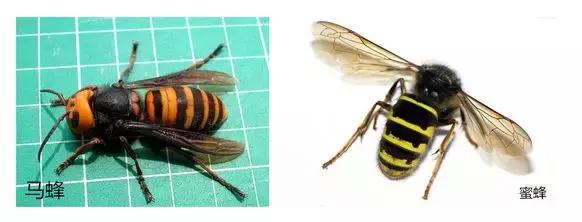 被蜜蜂蛰死亡新闻,蜜蜂蜇人会致人死亡吗