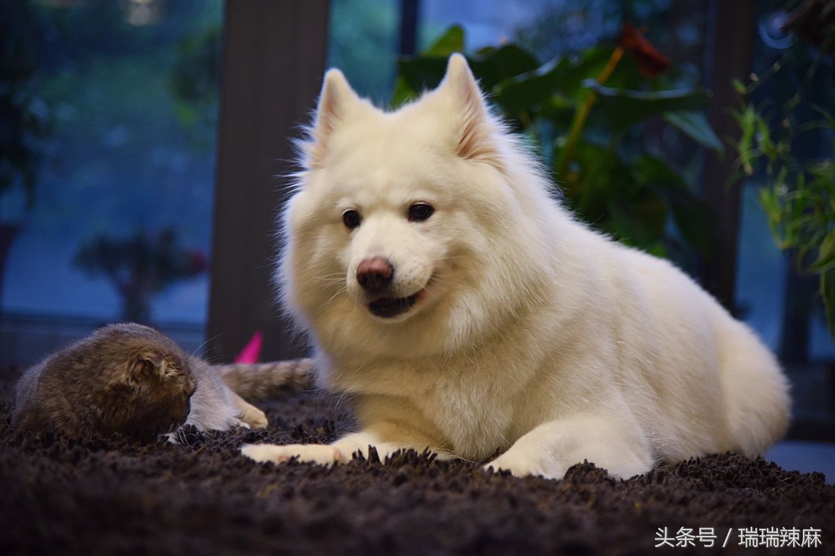 狗狗咬人的四大预兆,如何解决狗狗穿衣服咬人