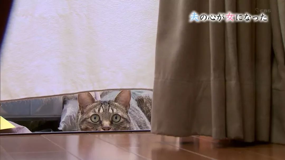 如果你变成女人会怎么样,假如你的老公变成新娘